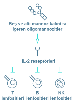 Immunodeficiency in Alpha-Mannosidosis